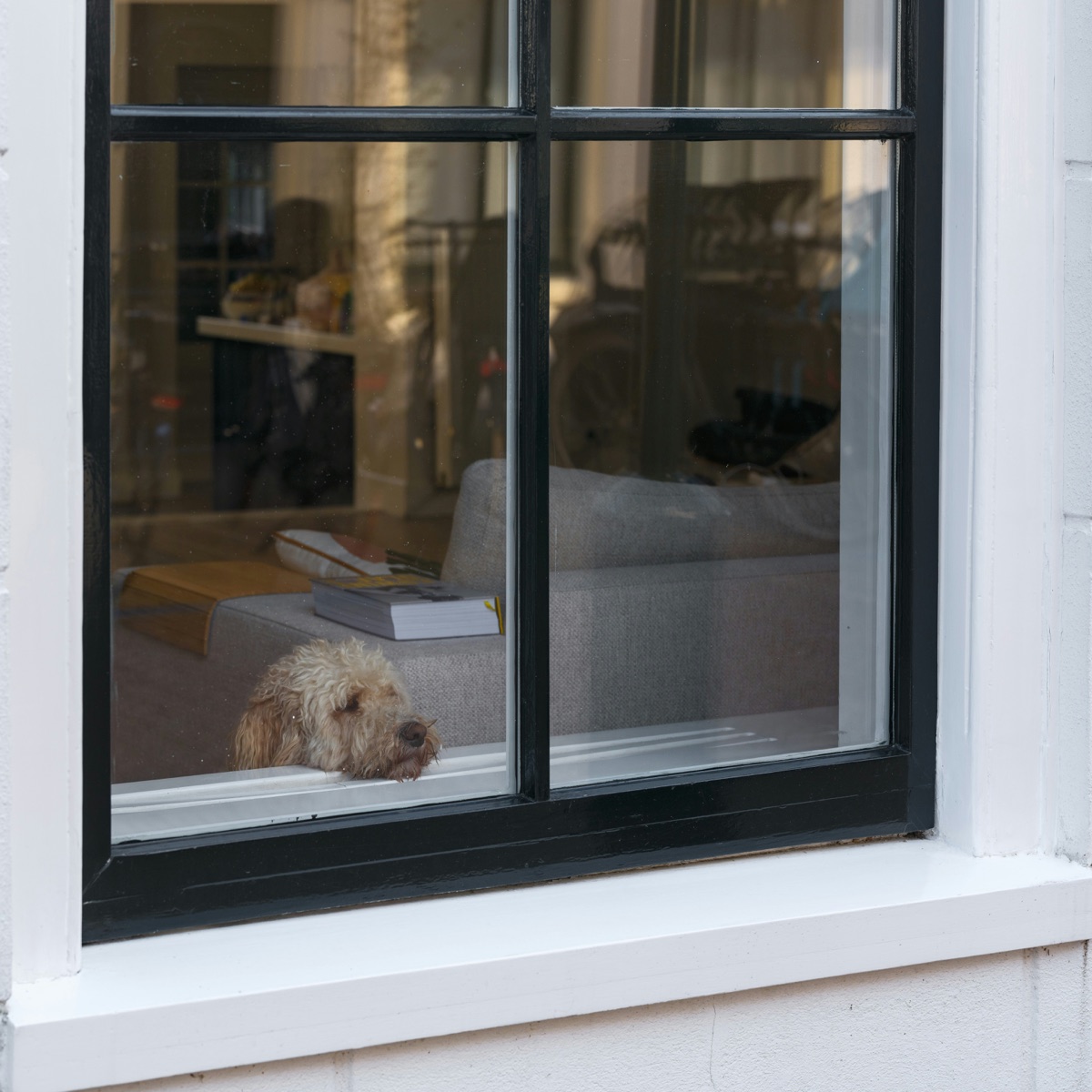 A dog waiting at a window, looking out