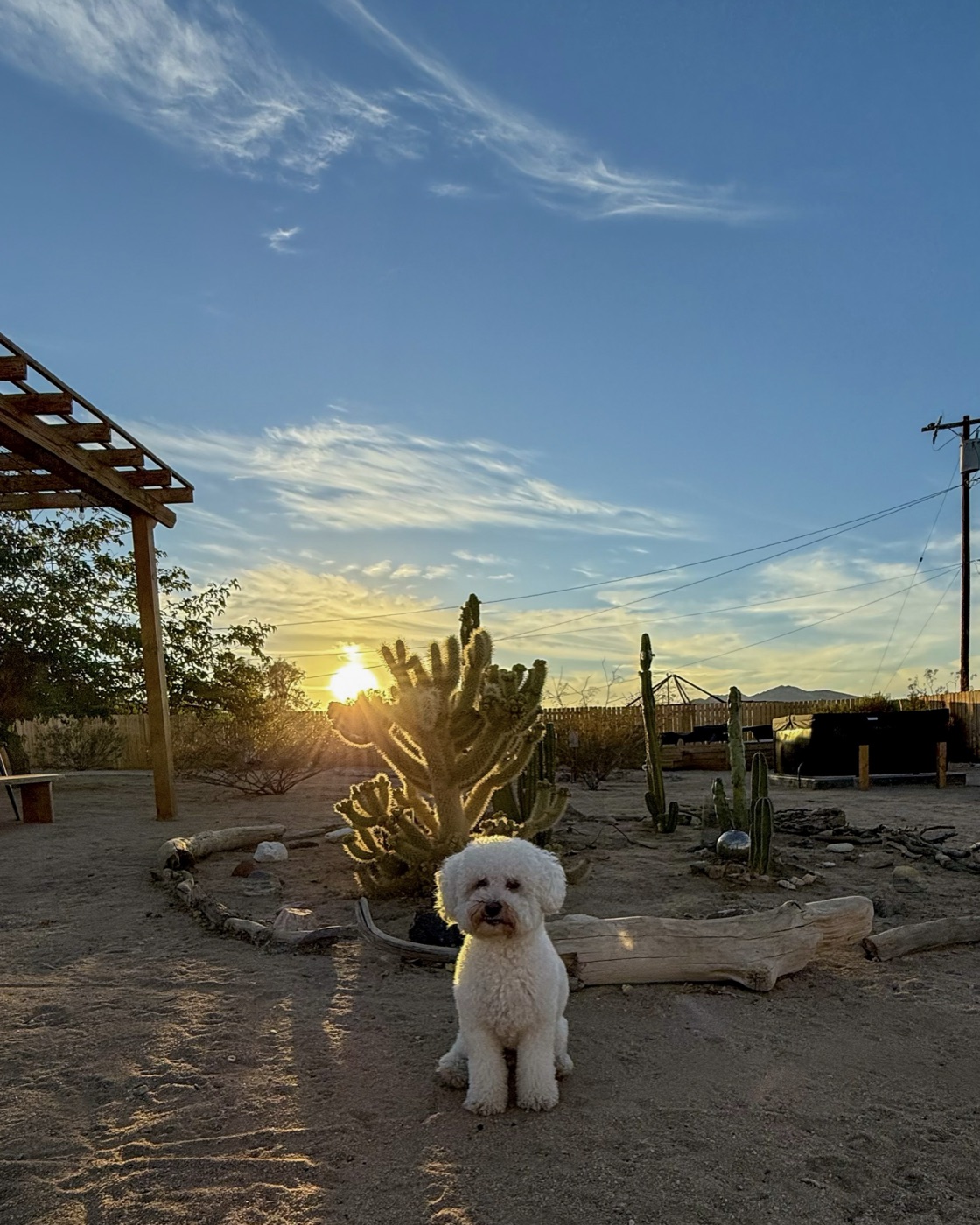 Ollie at a desert campsite at sunset