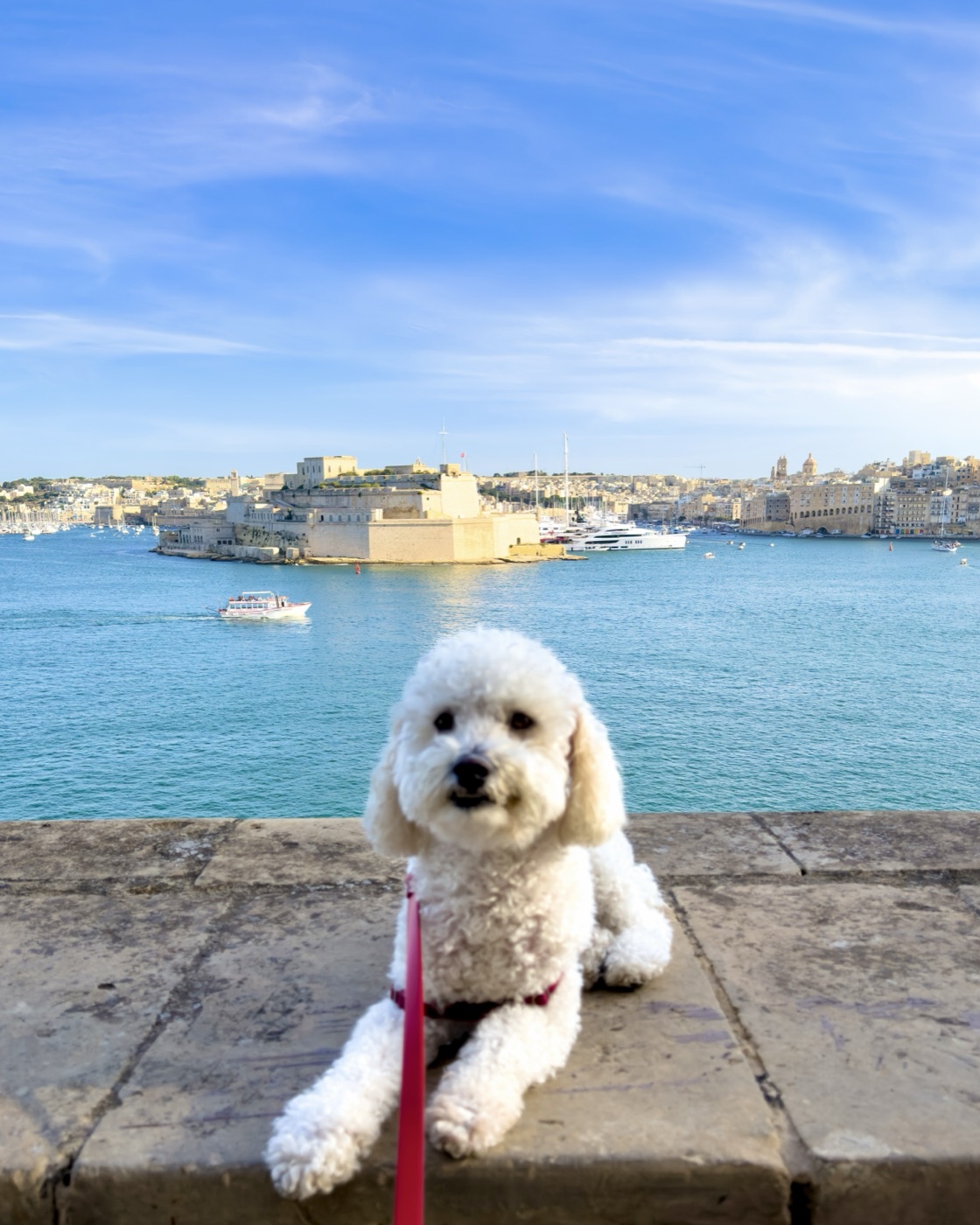 Ollie on our full-time travels