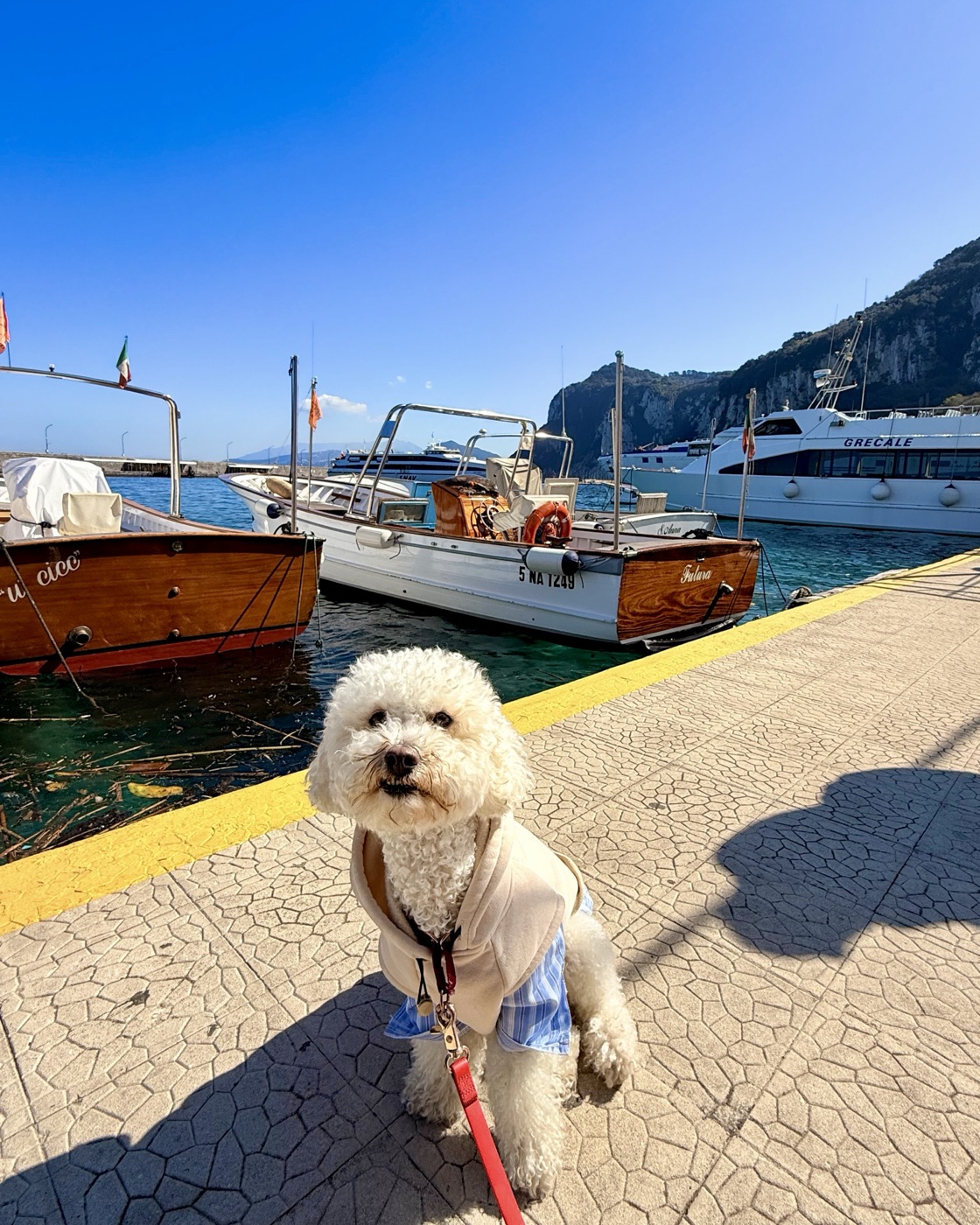 Ollie on our full-time travels