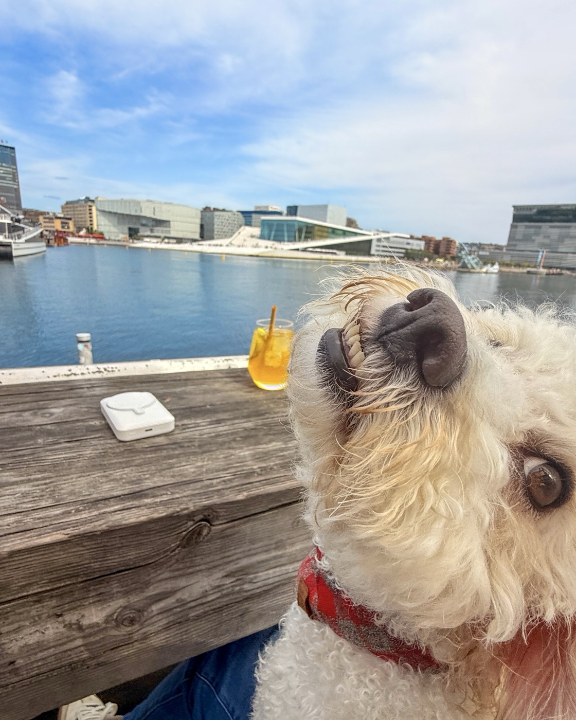 Ollie on our full-time travels
