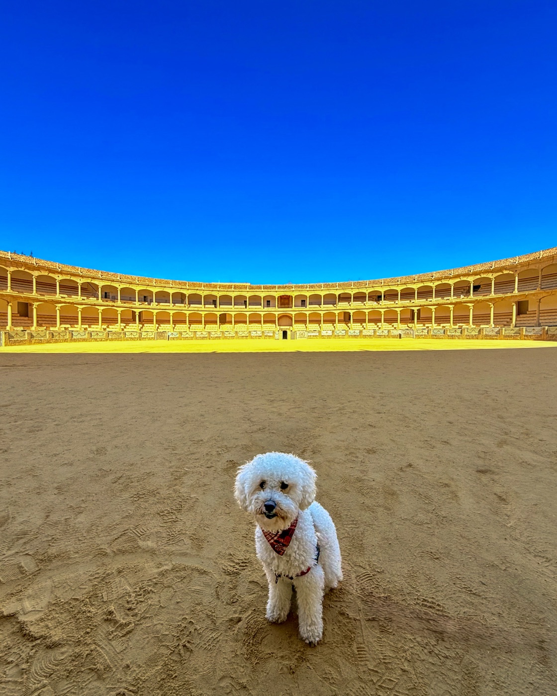 Ollie on our full-time travels